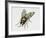 Mediterranean Fruit Fly (Ceratitis Capitata), Tephritidae. Artwork by Tim Hayward-null-Framed Giclee Print