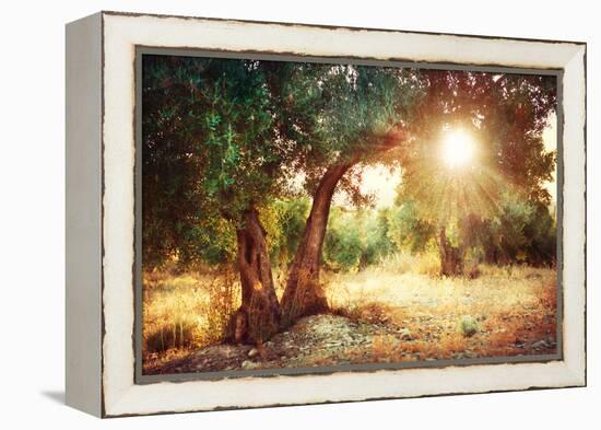 Mediterranean Olive Field with Old Olive Tree-Subbotina Anna-Framed Premier Image Canvas