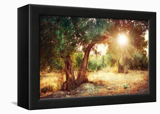 Mediterranean Olive Field with Old Olive Tree-Subbotina Anna-Framed Premier Image Canvas