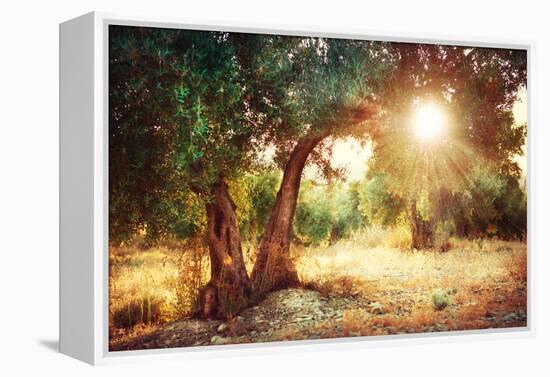 Mediterranean Olive Field with Old Olive Tree-Subbotina Anna-Framed Premier Image Canvas