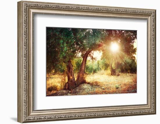 Mediterranean Olive Field with Old Olive Tree-Subbotina Anna-Framed Photographic Print