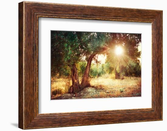 Mediterranean Olive Field with Old Olive Tree-Subbotina Anna-Framed Photographic Print