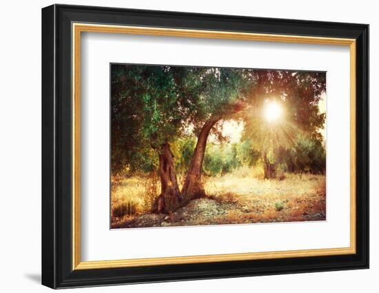 Mediterranean Olive Field with Old Olive Tree-Subbotina Anna-Framed Photographic Print