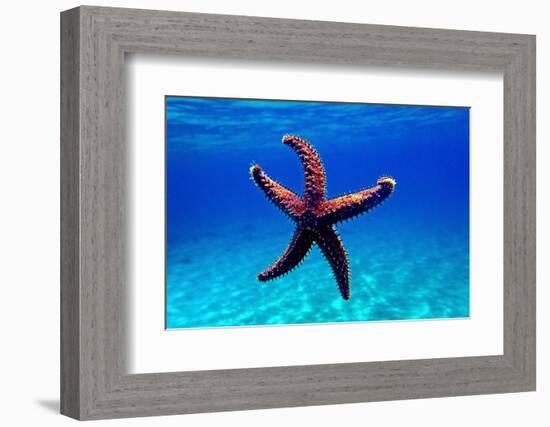 Mediterranean Rock Seastar - Coscinasterias Tenuispina-vojce-Framed Photographic Print