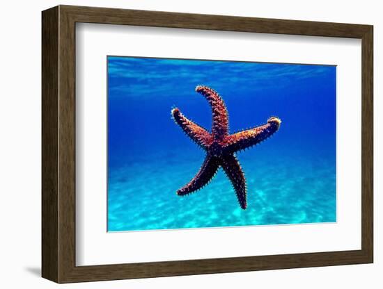 Mediterranean Rock Seastar - Coscinasterias Tenuispina-vojce-Framed Photographic Print