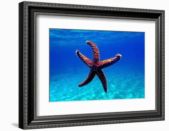 Mediterranean Rock Seastar - Coscinasterias Tenuispina-vojce-Framed Photographic Print