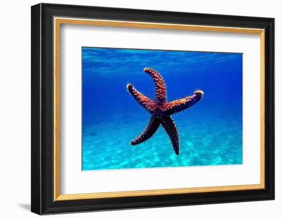 Mediterranean Rock Seastar - Coscinasterias Tenuispina-vojce-Framed Photographic Print