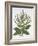 Mediterranean Sage, from 'Hortus Eystettensis', by Basil Besler (1561-1629), Pub. 1613 (Hand-Colour-German School-Framed Giclee Print