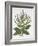 Mediterranean Sage, from 'Hortus Eystettensis', by Basil Besler (1561-1629), Pub. 1613 (Hand-Colour-German School-Framed Giclee Print