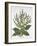 Mediterranean Sage, from 'Hortus Eystettensis', by Basil Besler (1561-1629), Pub. 1613 (Hand-Colour-German School-Framed Giclee Print