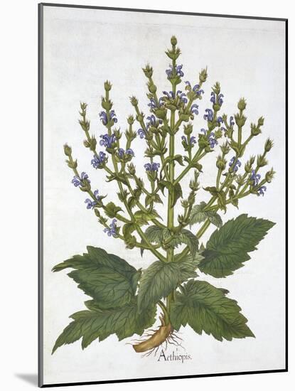 Mediterranean Sage, from 'Hortus Eystettensis', by Basil Besler (1561-1629), Pub. 1613 (Hand-Colour-German School-Mounted Giclee Print