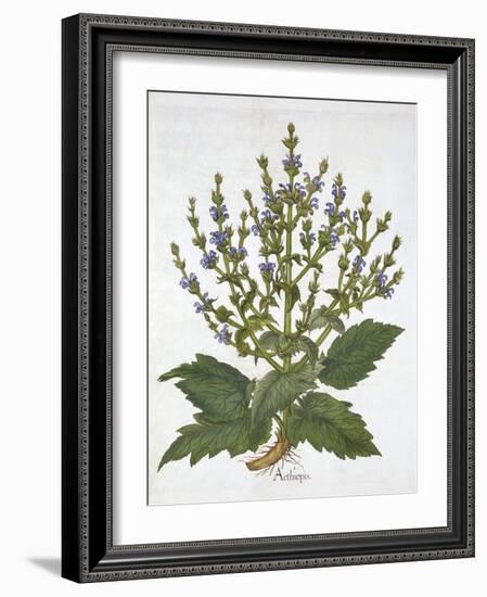 Mediterranean Sage, from 'Hortus Eystettensis', by Basil Besler (1561-1629), Pub. 1613 (Hand-Colour-German School-Framed Giclee Print