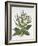 Mediterranean Sage, from 'Hortus Eystettensis', by Basil Besler (1561-1629), Pub. 1613 (Hand-Colour-German School-Framed Giclee Print