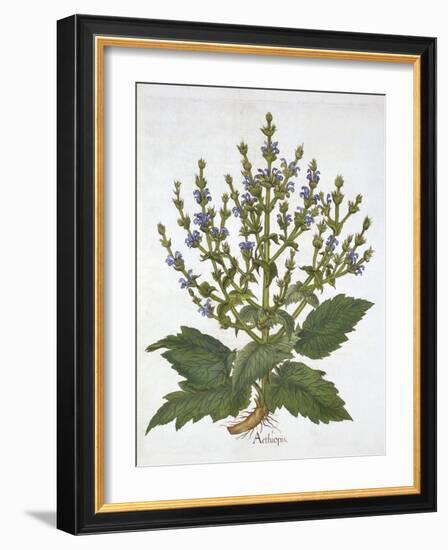 Mediterranean Sage, from 'Hortus Eystettensis', by Basil Besler (1561-1629), Pub. 1613 (Hand-Colour-German School-Framed Giclee Print