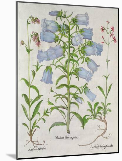 Medium Flore Argenteo-null-Mounted Giclee Print