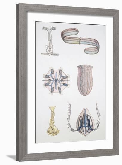 Medium Group of Ctenophores-null-Framed Giclee Print