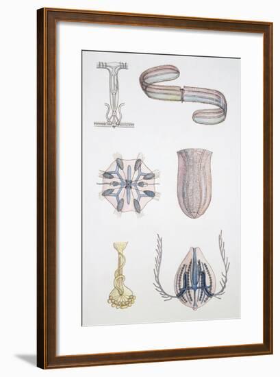 Medium Group of Ctenophores-null-Framed Giclee Print