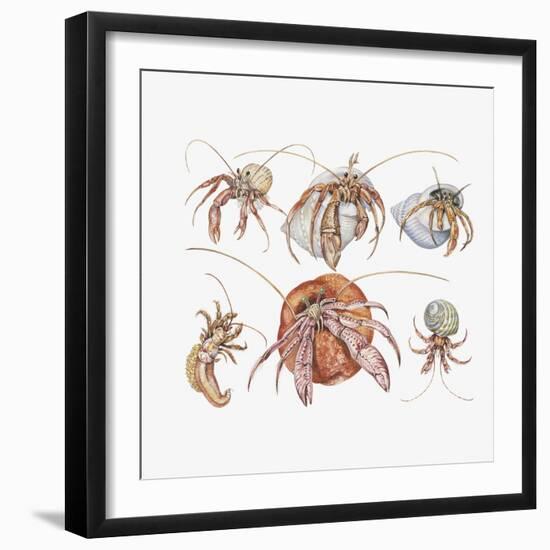 Medium Group of Water Bears (Tardigrades)-null-Framed Giclee Print