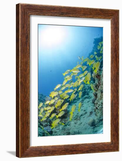 Medium Shoal or School of Blue Striped Snapper, Naama Bay, Off Sharm El Sheikh, Egypt-Mark Doherty-Framed Photographic Print