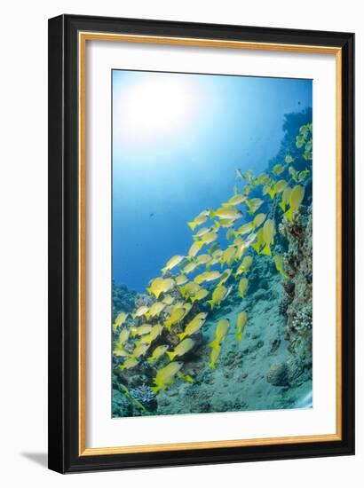 Medium Shoal or School of Blue Striped Snapper, Naama Bay, Off Sharm El Sheikh, Egypt-Mark Doherty-Framed Photographic Print