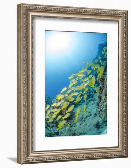 Medium Shoal or School of Blue Striped Snapper, Naama Bay, Off Sharm El Sheikh, Egypt-Mark Doherty-Framed Photographic Print