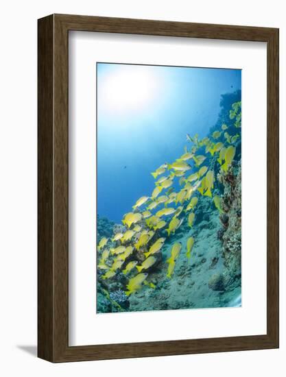 Medium Shoal or School of Blue Striped Snapper, Naama Bay, Off Sharm El Sheikh, Egypt-Mark Doherty-Framed Photographic Print