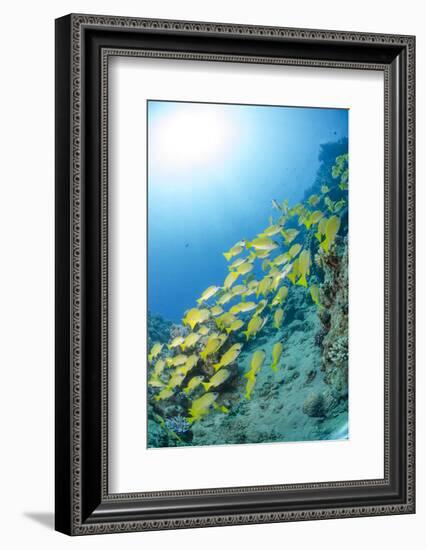 Medium Shoal or School of Blue Striped Snapper, Naama Bay, Off Sharm El Sheikh, Egypt-Mark Doherty-Framed Photographic Print