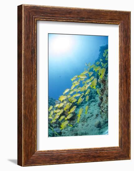 Medium Shoal or School of Blue Striped Snapper, Naama Bay, Off Sharm El Sheikh, Egypt-Mark Doherty-Framed Premium Photographic Print