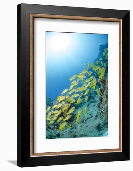 Medium Shoal or School of Blue Striped Snapper, Naama Bay, Off Sharm El Sheikh, Egypt-Mark Doherty-Framed Premium Photographic Print