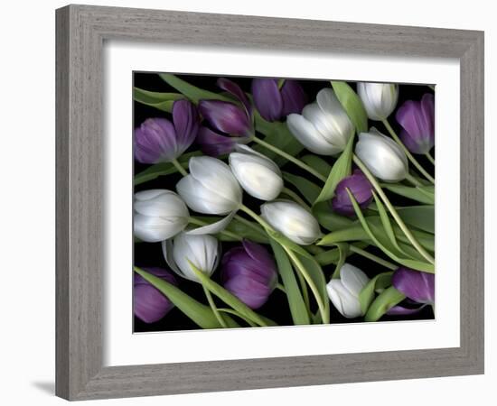 Medley of Beautiful Fresh White and Purple Tulips-Christian Slanec-Framed Photographic Print