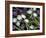 Medley of Beautiful Fresh White and Purple Tulips-Christian Slanec-Framed Photographic Print