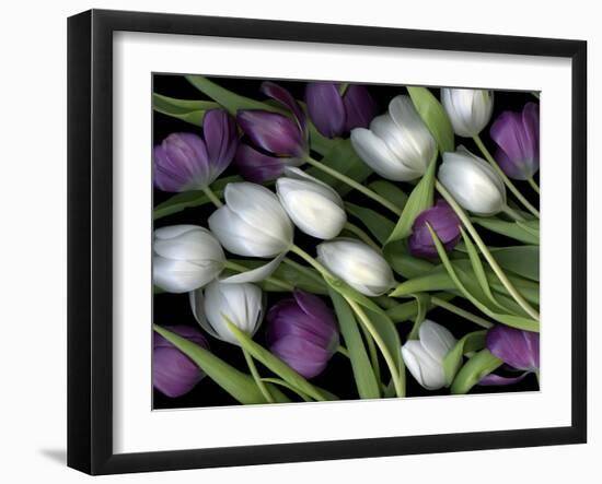 Medley of Beautiful Fresh White and Purple Tulips-Christian Slanec-Framed Photographic Print