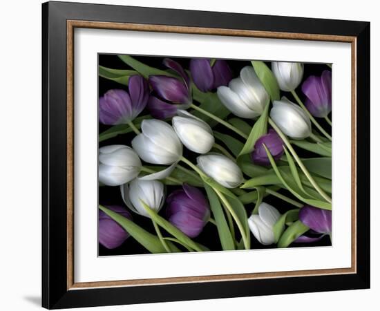 Medley of Beautiful Fresh White and Purple Tulips-Christian Slanec-Framed Photographic Print