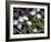 Medley of Beautiful Fresh White and Purple Tulips-Christian Slanec-Framed Photographic Print