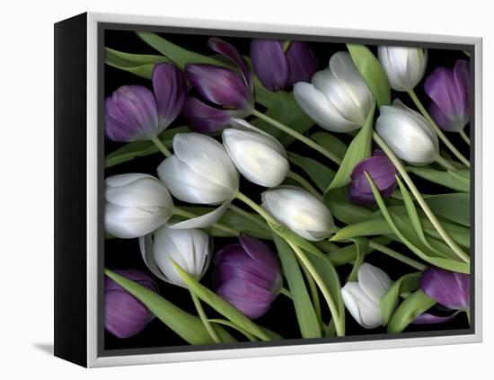 Medley of Beautiful Fresh White and Purple Tulips-Christian Slanec-Framed Premier Image Canvas