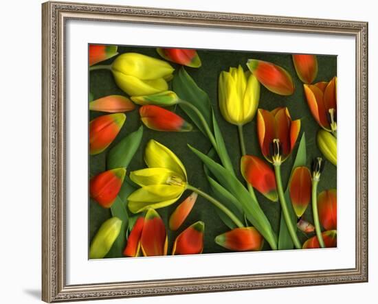 Medley of Colorful Tulips Isolated-Christian Slanec-Framed Photographic Print