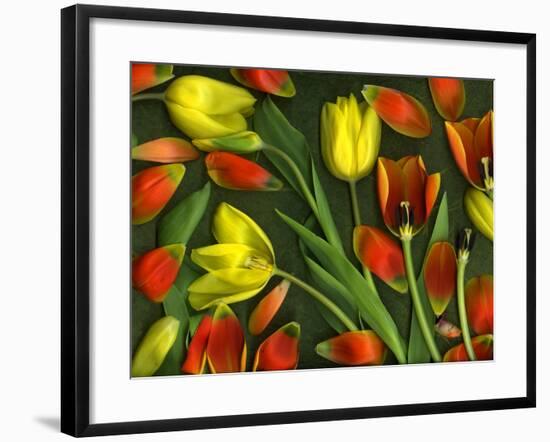 Medley of Colorful Tulips Isolated-Christian Slanec-Framed Photographic Print