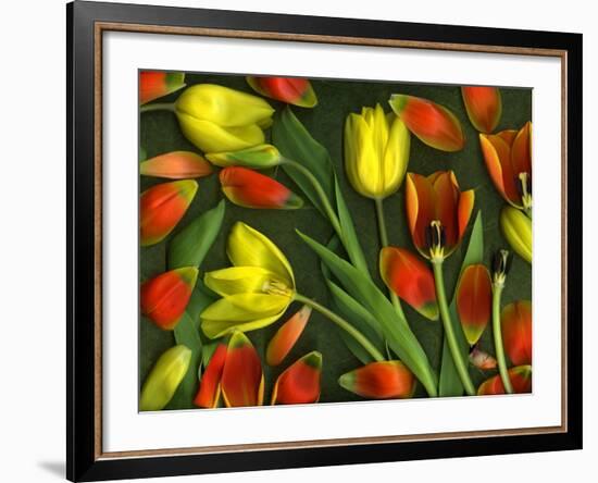 Medley of Colorful Tulips Isolated-Christian Slanec-Framed Photographic Print