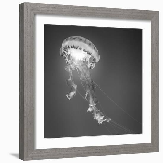 Medusa 1-Moises Levy-Framed Photographic Print