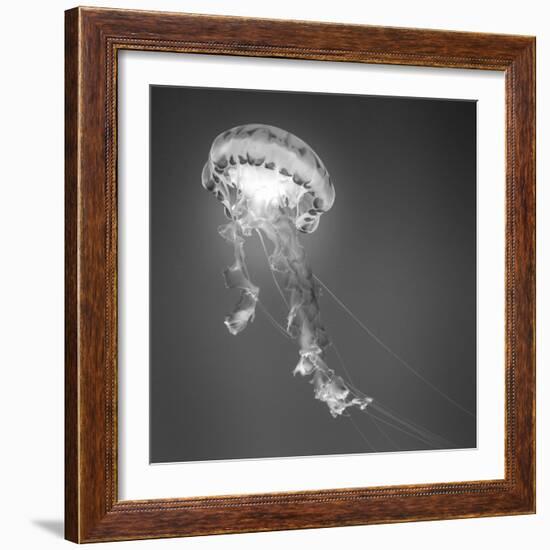 Medusa 1-Moises Levy-Framed Photographic Print