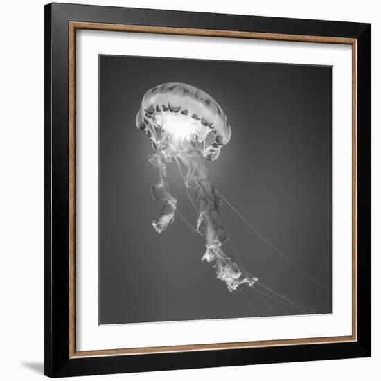 Medusa 1-Moises Levy-Framed Photographic Print