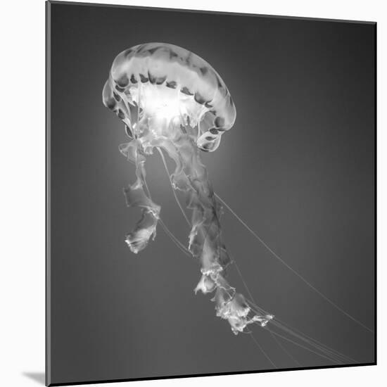 Medusa 1-Moises Levy-Mounted Photographic Print