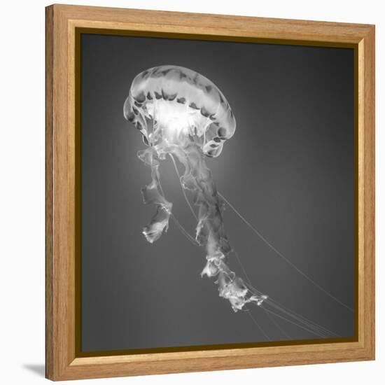Medusa 1-Moises Levy-Framed Premier Image Canvas