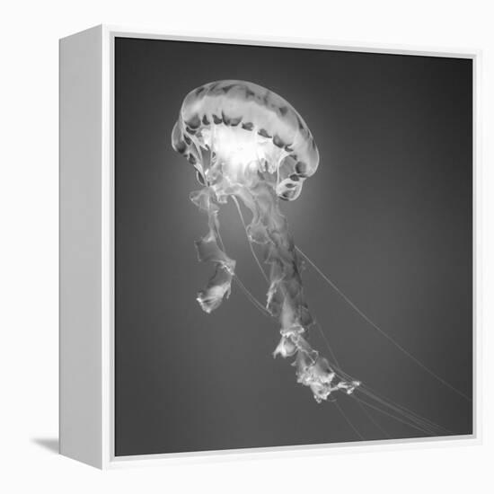 Medusa 1-Moises Levy-Framed Premier Image Canvas