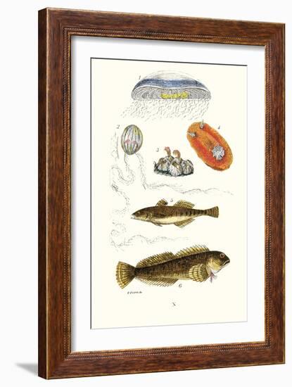 Medusa Jellyfish, Acorn Barnacle, Sea Slug, Spotted Goby-James Sowerby-Framed Art Print