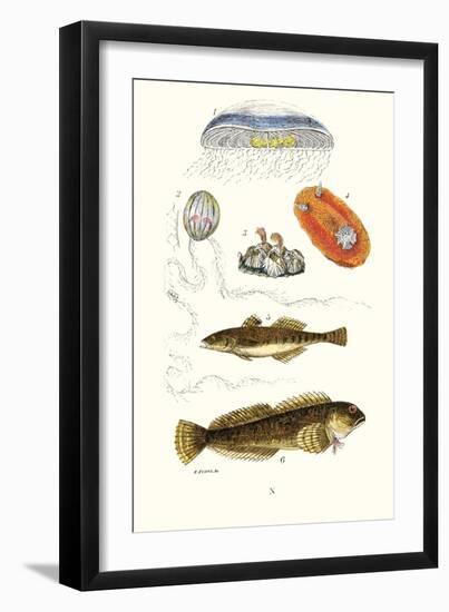 Medusa Jellyfish, Acorn Barnacle, Sea Slug, Spotted Goby-James Sowerby-Framed Art Print