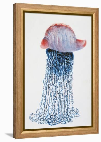 Medusa (Physalis Pelagic)-null-Framed Premier Image Canvas