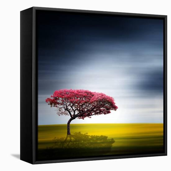 Medusa-Philippe Sainte-Laudy-Framed Stretched Canvas