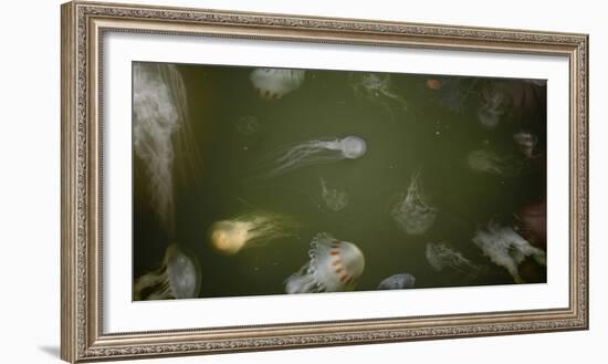 Medusae-Geoffrey Ansel Agrons-Framed Photographic Print