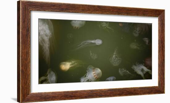 Medusae-Geoffrey Ansel Agrons-Framed Photographic Print